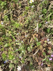 Veronica hederifolia