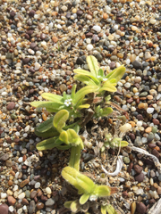 Cryptantha leiocarpa