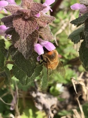 Apis mellifera