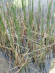 Eleocharis interstincta
