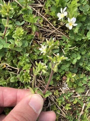 Cerastium glomeratum