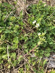 Cerastium glomeratum