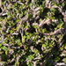 Zygocarpum caeruleum - Photo (c) jhp68, some rights reserved (CC BY-NC)
