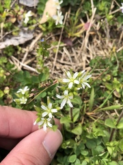 Cerastium glomeratum