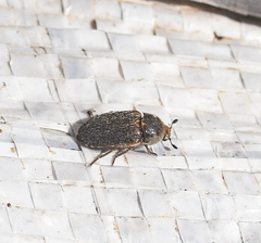 Dermestes frischii