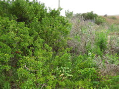 Schinus latifolia