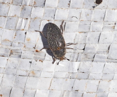 Dermestes frischii