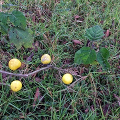 Solanum myriacanthum