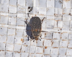 Dermestes frischii