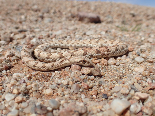 Photo of a Dwarf Beaked Snake (Dipsina multimaculata)