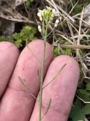 Arabidopsis thaliana