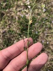 Arabidopsis thaliana