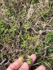 Arabidopsis thaliana