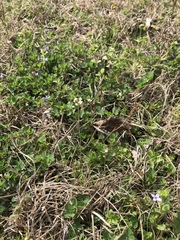 Arabidopsis thaliana