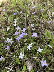 Houstonia pusilla