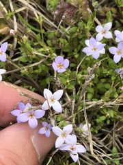 Houstonia pusilla