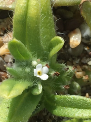 Cryptantha leiocarpa
