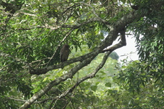 Ketupa zeylonensis
