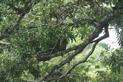 Ketupa zeylonensis