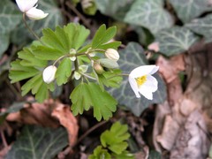 Isopyrum thalictroides