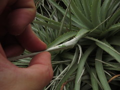 Puya venusta