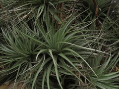 Puya venusta