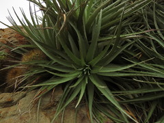 Puya venusta