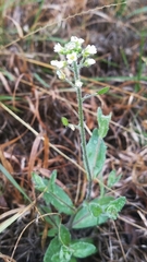 Tomostima platycarpa
