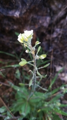 Tomostima platycarpa