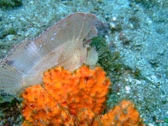 Taenianotus triacanthus