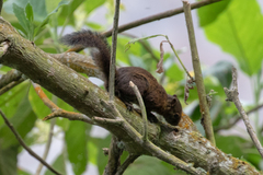 Sciurus pucheranii