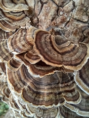 Trametes versicolor image