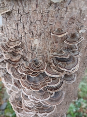 Trametes versicolor image