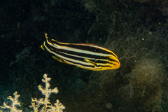 Yellowbanded Sweetlips photo 2