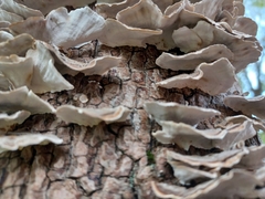 Trametes versicolor image