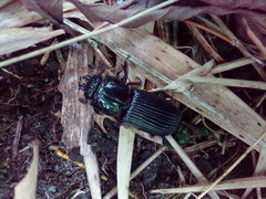 Odontotaenius