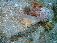 Taenianotus triacanthus