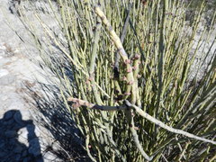 Euphorbia rossiana