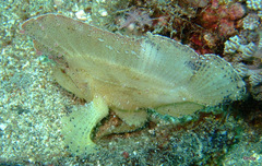 Taenianotus triacanthus