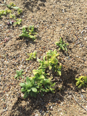 Cryptantha leiocarpa