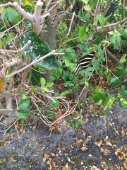 Heliconius charithonia