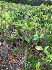 Heliconius charithonia