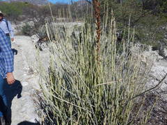 Euphorbia rossiana