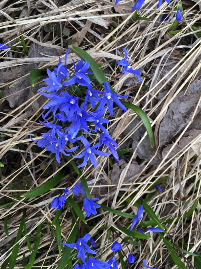 Scilla vardariana