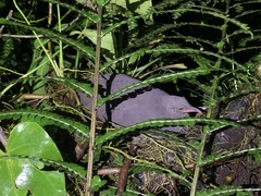 Berlepsch's Tinamou photo 2