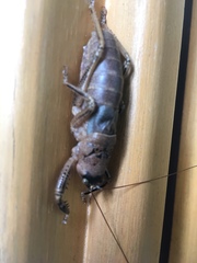 Nesoecia nigrispina