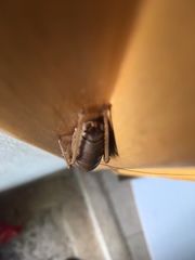 Nesoecia nigrispina