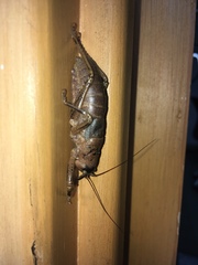 Nesoecia nigrispina