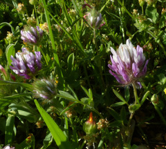 Trifolium prophetarum