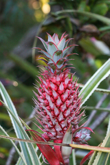 Ananas comosus bracteatus